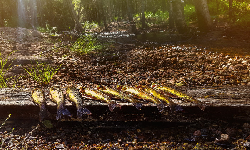Ørret lagt på en planke
