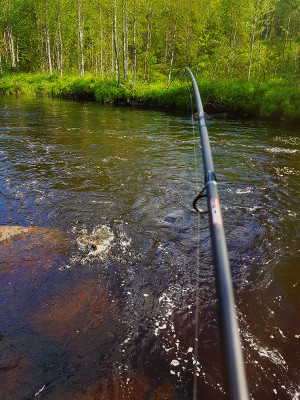 Fiskestang, fiske i bekk