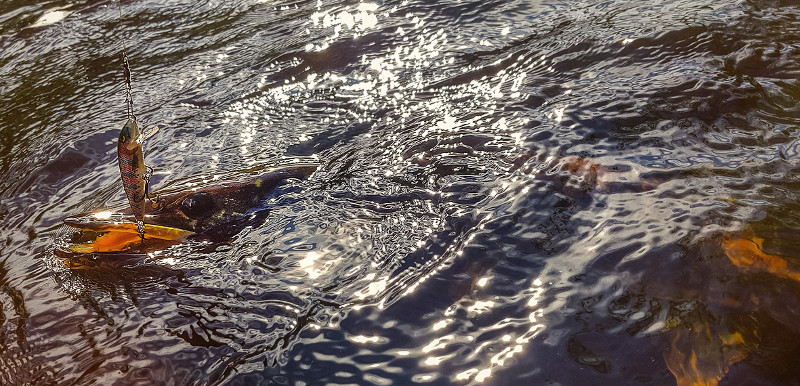Gjedde fanget på kroken